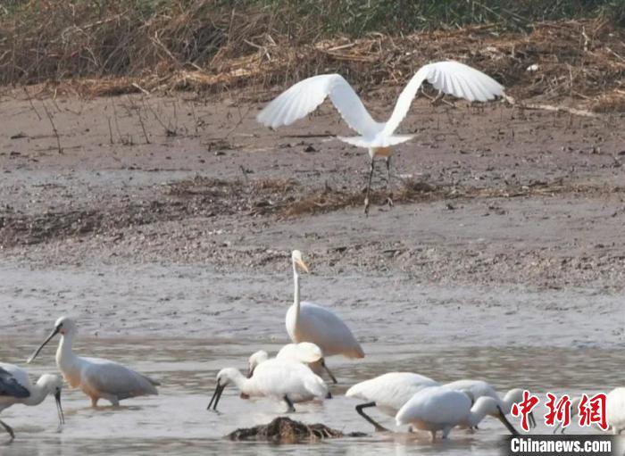 图为迁徙至磴口县黄河湿地的候鸟。　马学献 摄