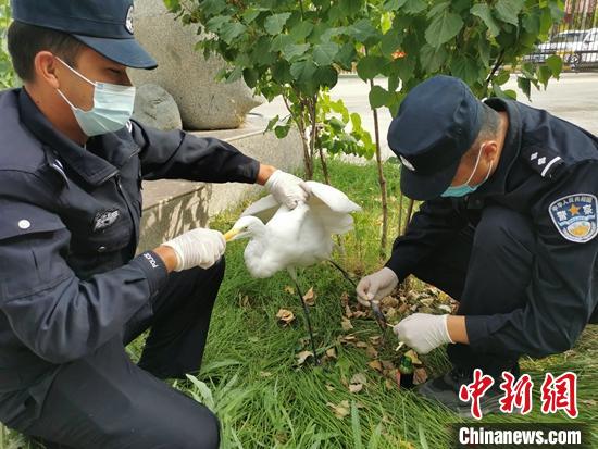 新疆边境民警救助濒危国家二级野生保护动物黄嘴白鹭