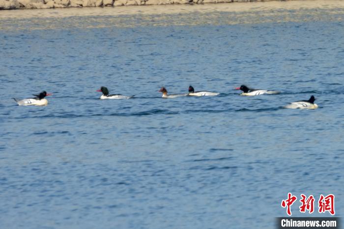 “筑”生态引候鸟湖北宜都天龙湾成鸟类天堂