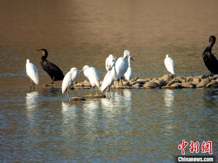 湖北宜都天龙湾成鸟类天堂 姜山红 摄