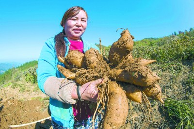 核桃树变身“摇钱树”