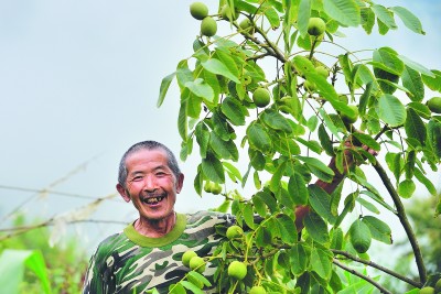 核桃树变身“摇钱树”