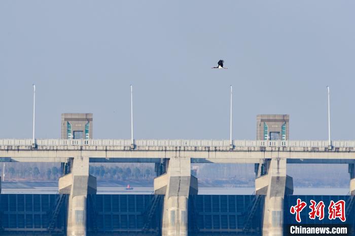 黑鹳飞过天空 张晓红 摄