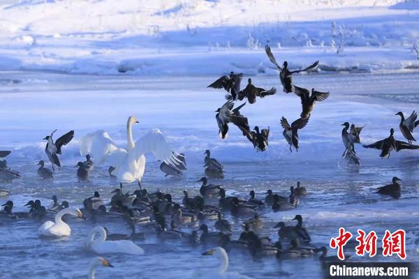 冰雪融化，河面解封，众多候鸟在水中戏水游弋。　柳鹏 摄