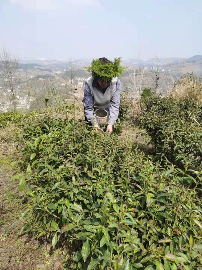 脚踏茶园 带领乡亲们走稳绿色发展致富路