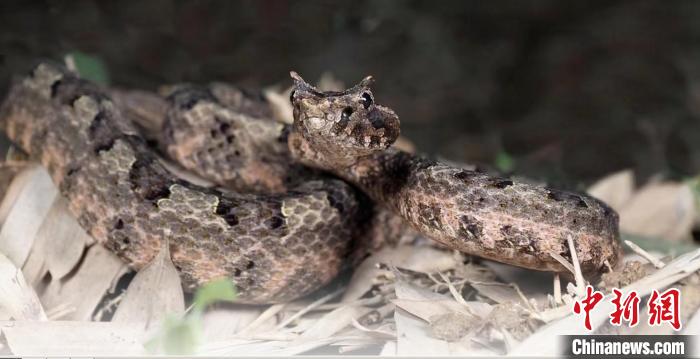 “龙”角奇蛇现身浙江乌岩岭“天然生物基因库”再添新物种