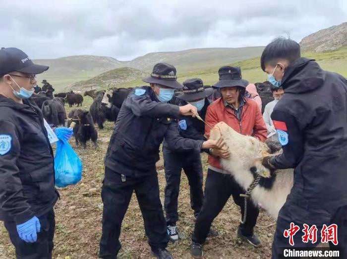 图为海北州村级动物防疫员日常工作。　门源县动物疫病预防控制中心供图