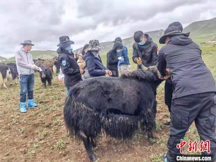 青海“乡村兽医”遇发展瓶颈业界呼吁关注肉类安全第一“把关人”