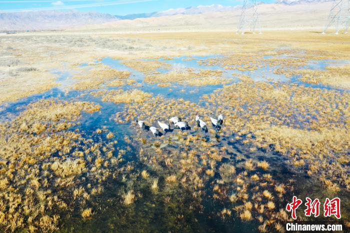 图为一群黑颈鹤在湿地中央行走。　卡美燕 摄