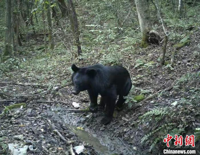 湖北一自然保护区发现一批野生动物