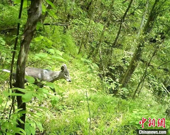 红外相机拍摄到的野生动物 湖北野人谷省级自然保护区管理局提供