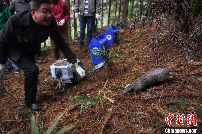 广东成功救治一只中华穿山甲并放归自然