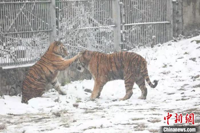 图为东北虎在雪中嬉戏。　西安秦岭野生动物园供图