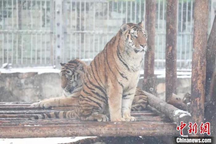 图为东北虎在雪中嬉戏。　西安秦岭野生动物园供图