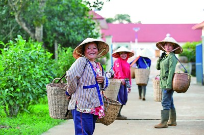 中资公司“茶叶经”助力老挝茶农精准脱贫