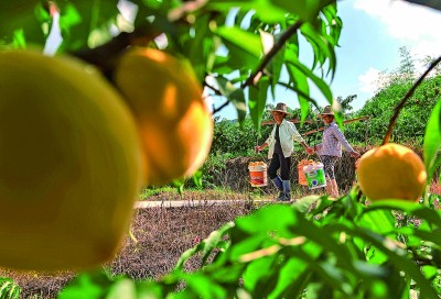 发展特色种植业 助力农民增收