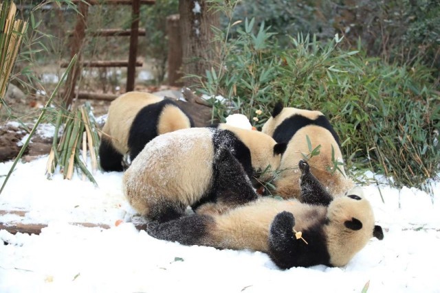 大熊猫尽情雪地撒欢。成都大熊猫繁育研究基地供图