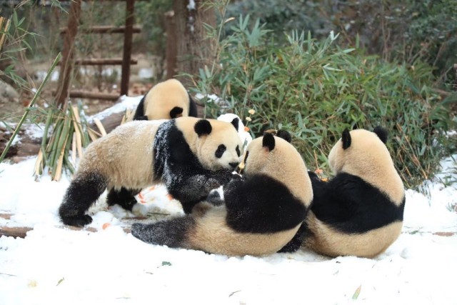 大熊猫尽情雪地撒欢。成都大熊猫繁育研究基地供图