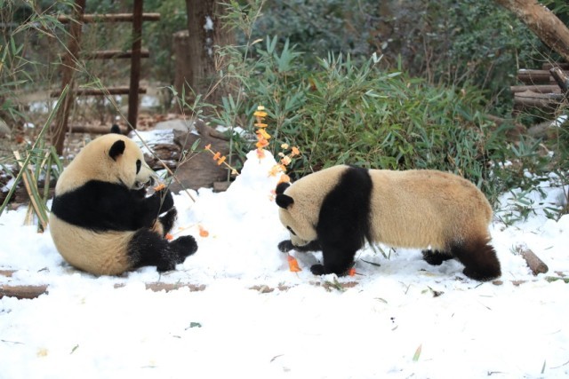 大熊猫尽情雪地撒欢。成都大熊猫繁育研究基地供图