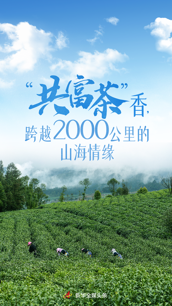 “共富茶”香，跨越2000公里的山海情缘——浙江安吉黄杜村与西部山乡的共富之路