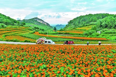 万寿菊开出“致富花”